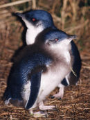 Fairy Penguins Philip Island